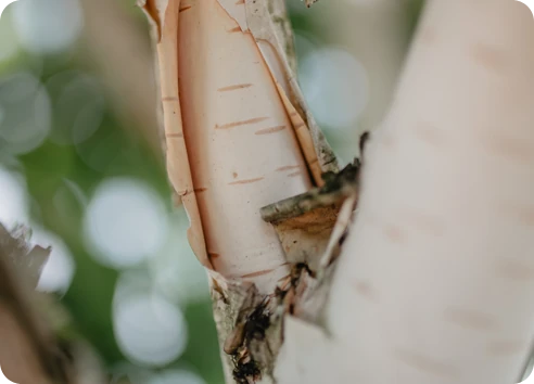 Inspirujemy się naturą – jej rytmem, różnorodnością  i prawami. 